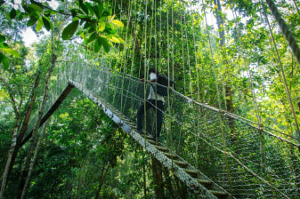 1-Day Taman Negara Jungle Tour from Kuala Lumpur with Canopy Walk