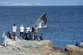 1-Day Whale Watching Tour to Hermanus with Betty's Bay and Wine Tasting