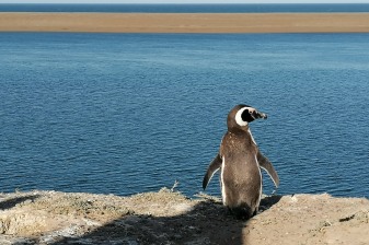 8-Hour Peninsula Valdés Wildlife Tour with Whale Watching Option