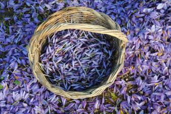 8-Hour Saffron Harvest Tour in L'Aquila with Farm Lunch