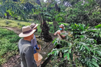 7-Hour Coffee Farm Tour from Bogotá with Tastings in Cundinamarca