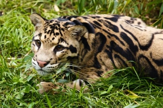 5-Day Wildlife Tour in Sandakan with Deramakot Night Safaris