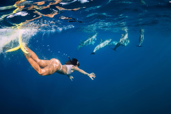 2-Hour Dolphin Swimming Experience in Azores from Ponta Delgada