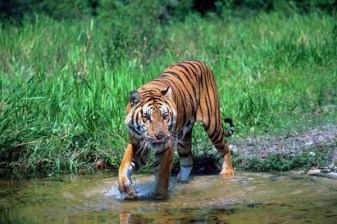 3-Day Sunderbans Wildlife Tour from Kolkata with Village Visit