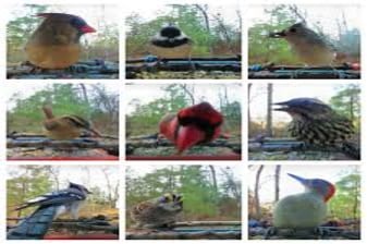 15-Day Birdwatching Tour in Nepal with Koshi Tappu and Annapurna