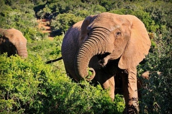 4-Day Kruger National Park Safari from Johannesburg with Balule