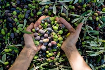 6-Hour Private Corinth Tour with Ancient Corinth and Olive Oil Tasting
