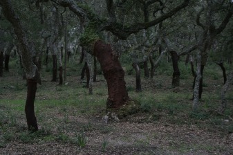 4-Hour Cork Forest Walk in Évora with Family-Owned Cork Factory