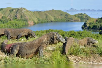 2-Day Labuan Bajo and Komodo Island Shore Excursion from Bali