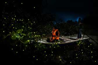 Full-Day Sekinchan and Kuala Selangor Tour with Fireflies Cruise