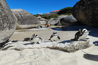 Full-Day Cape Peninsula Tour with Cape Point and Boulders Beach