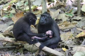 3-Day Tangkoko Wildlife Tour from Manado with Endemic Species