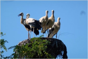 7-Day Danube Delta Discovery Tour with Sulina and Letea Forest