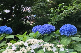 8.5-Hour Kamakura City Tour from Tokyo with Shrines and Enoden