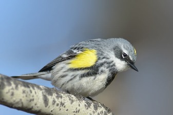 2-Hour Saskatoon Birdwatching Tour along the South Saskatchewan River