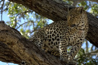 8-Hour Pilanesberg Safari from Johannesburg with Big Five Game Drive