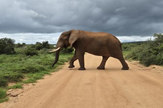 1-Day Addo Elephant National Park Safari from Port Elizabeth