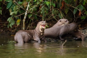 7-Hour Lake Sandoval Wildlife Tour from Puerto Maldonado