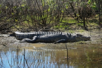 7-Hour Nature Tour from Darwin to Fogg Dam and Corroboree Billabong