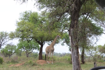 4-Day Kruger National Park Safari with Panorama Route and Culture