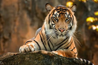 2-Day Rajasthan Wildlife Safari with Ranthambore, Jhalana and Sariska