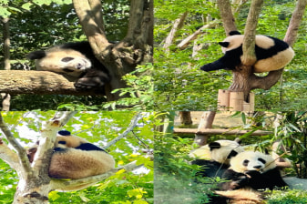 8-Hour Chengdu Panda Tour with Kuanzhai Alleys and Hotpot Dinner