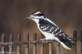 3-Hour Pike Lake Park Bird Watching Tour with Chickadee Feeding