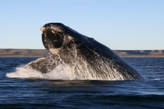 Full-Day Hermanus Whale Watching Tour from Cape Town with Coastal Drive
