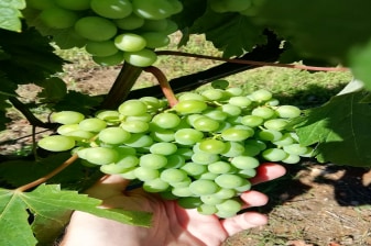 5-Hour Private Wine Tour in Silves and Lagoa with 2 Wineries