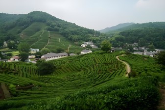 8-Hour Hangzhou Tea Hills Hiking Tour from Shanghai with Longjing