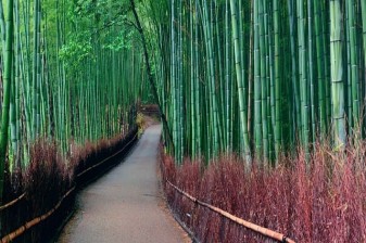 8-Day Japan Tour from Tokyo to Kyoto with Mt. Fuji and Shirakawa-go