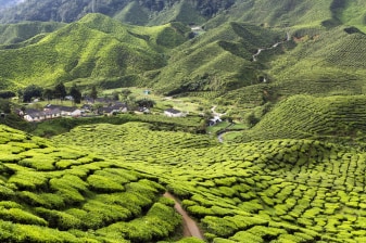2-Day Cameron Highlands Tour from Kuala Lumpur with Tea Plantations