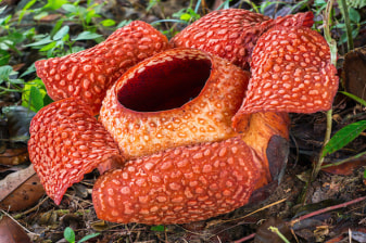 1-Day Rafflesia Trek in Gunung Gading National Park from Kuching