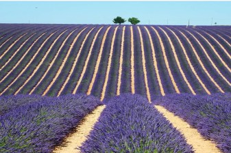 8-Hour Valensole Lavender Tour from Aix-en-Provence with Verdon