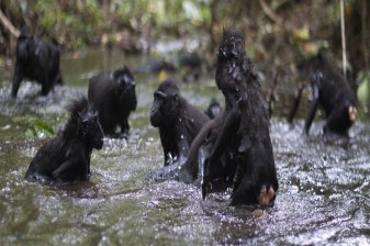 1-Day Tangkoko Wildlife Tour in North Sulawesi with Reserve Safari