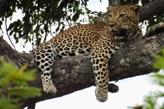18-Day South Africa Safari with Panorama Route and eSwatini