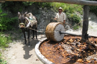 8-Hour Mezcal Tour in Oaxaca with Family-Run Palenques