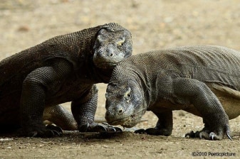 11-Day Flores and Komodo Tour with Wae Rebo and Kelimutu