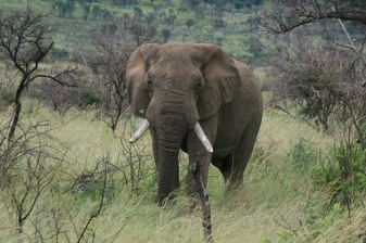 9-Hour Pilanesberg Safari from Johannesburg with Sun City Visit