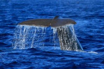 3-Hour Marine Safari in Ponta Delgada with Whale Watching