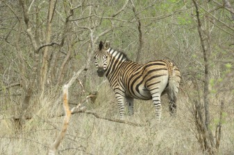 3-Day Pilanesberg Wildlife Safari from Johannesburg with Big 5 Drives