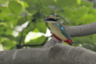 1-Day Nanjing Birdwatching Tour from Shanghai with Xuanwu Lake