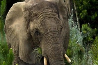 4-Hour Knysna Elephant Park Hike with Free-Roaming Elephants