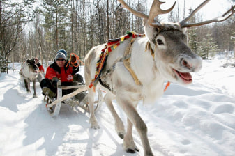 4-Hour Husky Farm Tour in Murmansk with Dog Sleigh Ride
