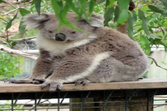 Full-Day Healesville Sanctuary and Yarra Valley Wine Tour