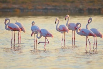4-Hour Taranto Nature Tour with Salina Dei Monaci and Watchtowers