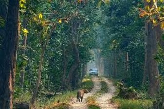 5-Day Bardia Jungle Safari Tour with Tiger Tracking and Tharu Culture