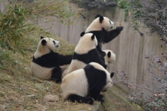 1-Day Chengdu and Leshan Tour with Panda Base and Giant Buddha