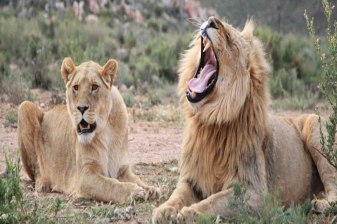 Full-Day Aquila Safari from Cape Town with Big Five Game Drive