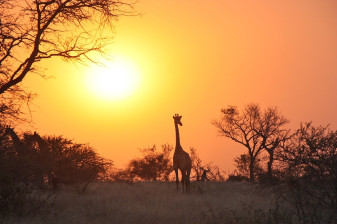 Full-Day Aquila Game Reserve Safari from Cape Town with Lunch